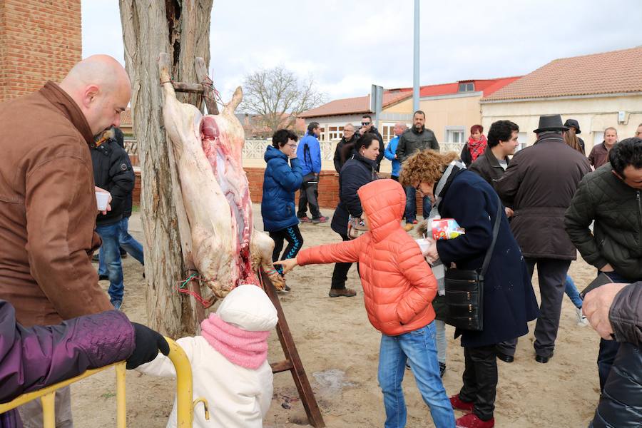 Fotos: Jornada de la matanza del cerdo en Baños de Cerrato