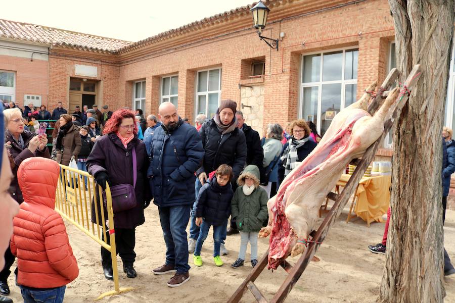 Fotos: Jornada de la matanza del cerdo en Baños de Cerrato