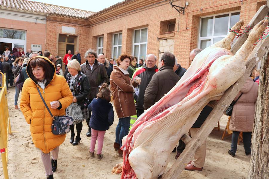 Fotos: Jornada de la matanza del cerdo en Baños de Cerrato