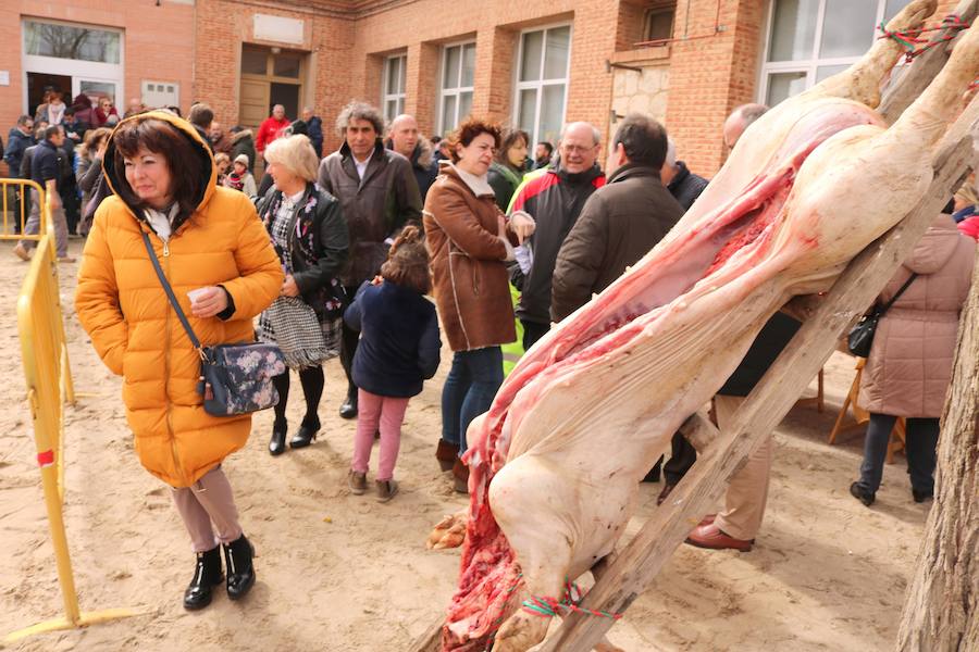 Fotos: Jornada de la matanza del cerdo en Baños de Cerrato