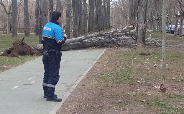 Un policía observa un árbol caído sobre el Paseo del Cid en Valladolid. 