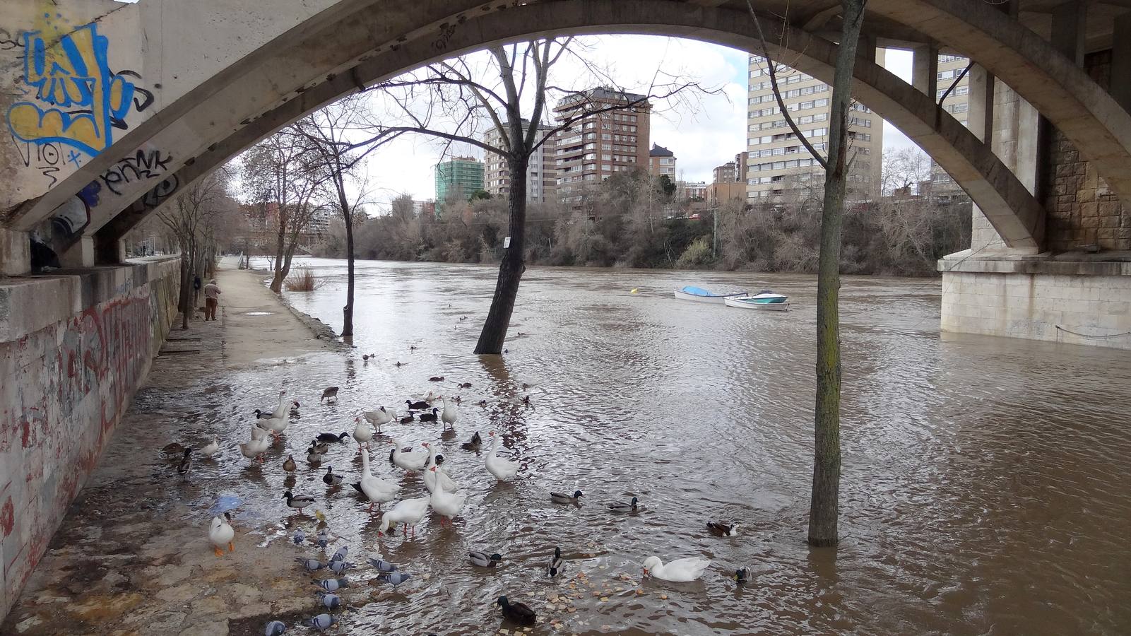 El río a su paso por la capital vallisoletana cubría ayer los paseos inferiores entre los puentes Mayor y de Poniente