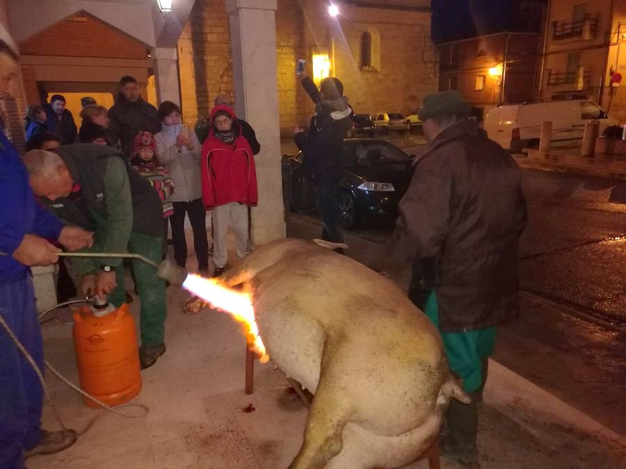 Fotos: Fiesta de la Matanza en Castrillo de Don Juan