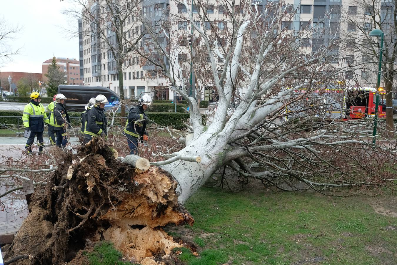 Una persona ha resultado herida en el Paseo de Zorrilla de Valladolid, a la altura del cruce con la Avenida de Zamora, tras ser alcanzado por un árbol en la cabeza