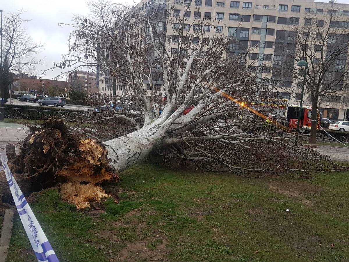 Una persona ha resultado herida en el Paseo de Zorrilla de Valladolid, a la altura del cruce con la Avenida de Zamora, tras ser alcanzado por un árbol en la cabeza