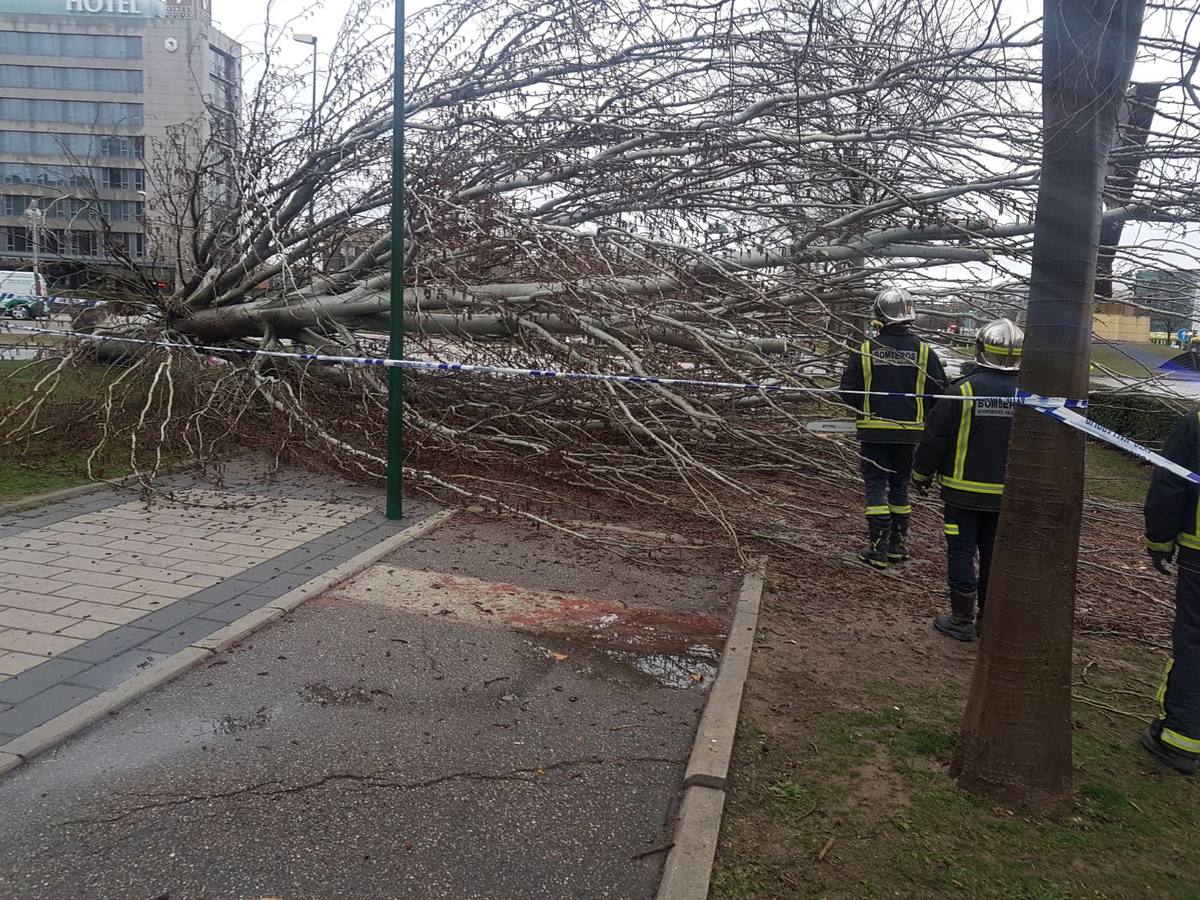 Una persona ha resultado herida en el Paseo de Zorrilla de Valladolid, a la altura del cruce con la Avenida de Zamora, tras ser alcanzado por un árbol en la cabeza