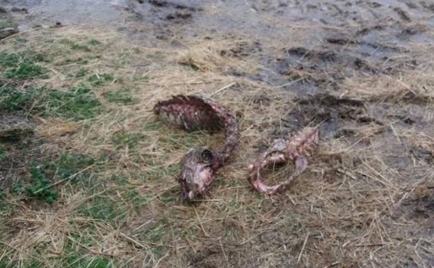 Nuevo ataque de lobos en dos municipios de Ávila.