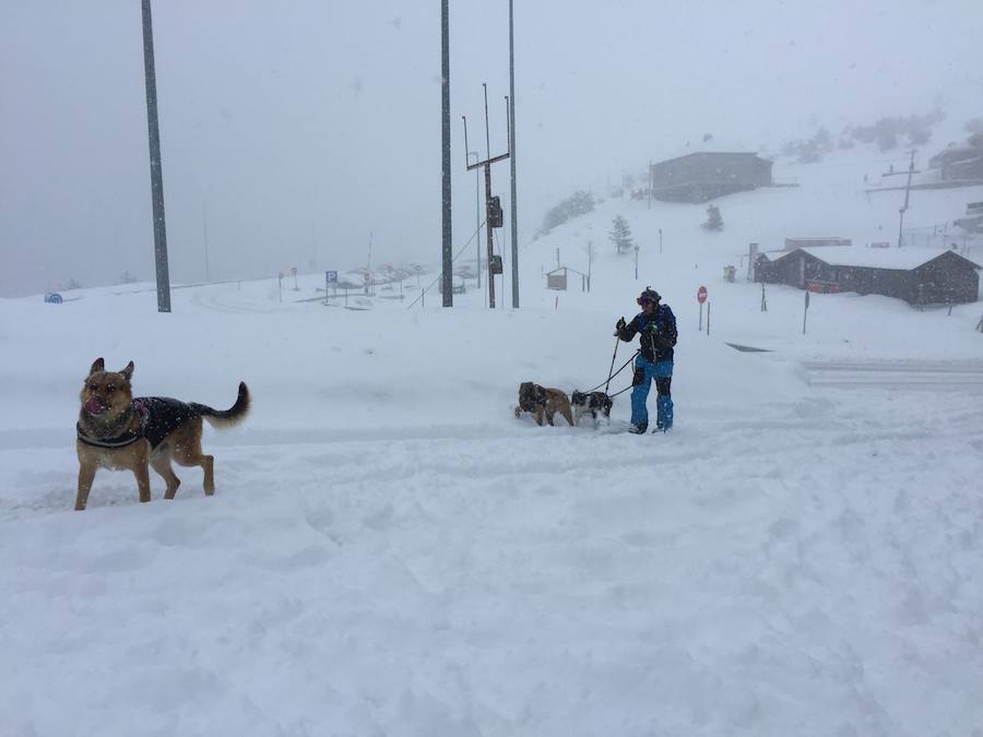 Fotos: Nieve en El Espinar y en el Puerto de Navacerrada
