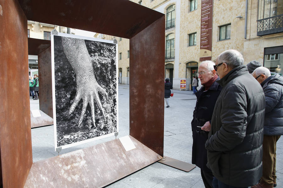 Una selección de 38 instantáneas de cinco lugares diferentes del planeta, apenas explorados por el ser humano, que se encuentra sobre grandes soportes metálicos en la plaza del Liceo y en la calle Toro