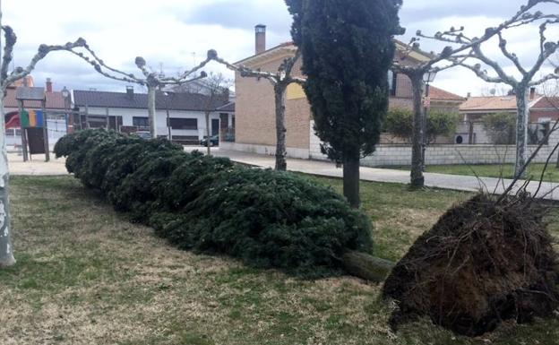 Uno de los cipreses derribados por el viento en Matapozuelos. 