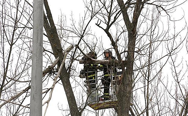 Los Bomberos cortan la rama que amenzaba con caer sobre una de las aceras del Puente Mayor.