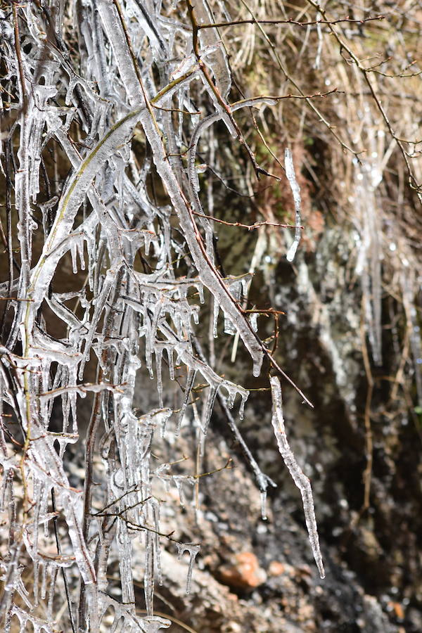 Fotos: El hielo brota de los árboles en Brañosera