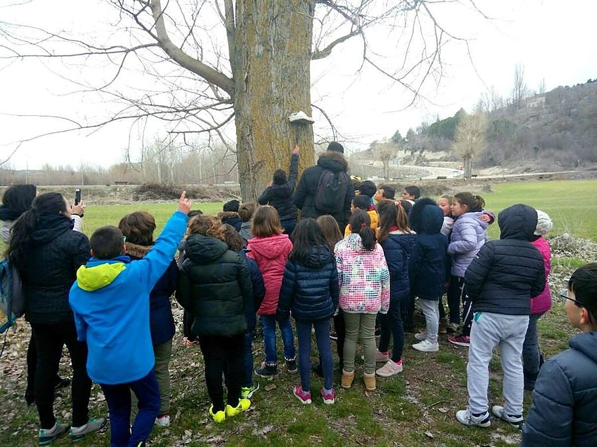 Fotos: Los escolares de Baltanás celebran el Día del Árbol