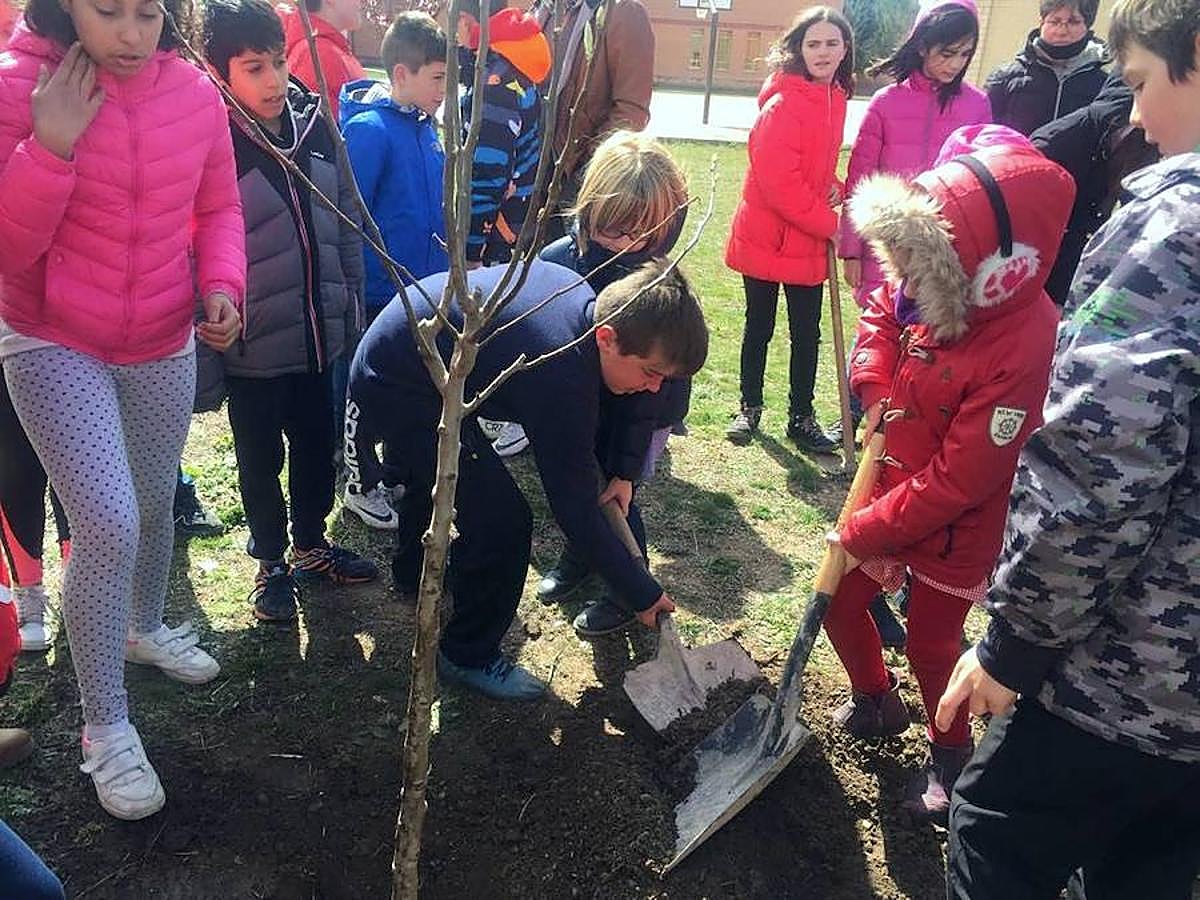 Fotos: Los escolares de Baltanás celebran el Día del Árbol