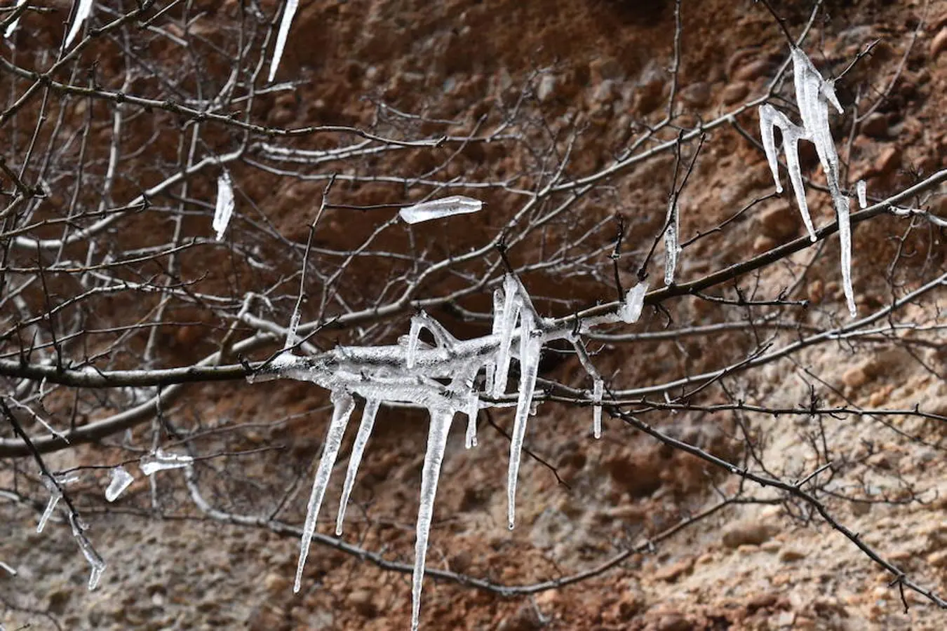 Fotos: El hielo brota de los árboles en Brañosera