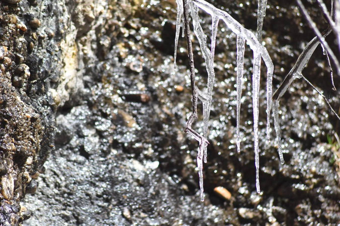 Fotos: El hielo brota de los árboles en Brañosera