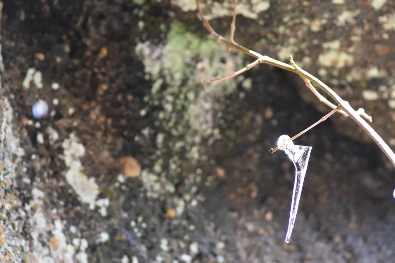 Fotos: El hielo brota de los árboles en Brañosera