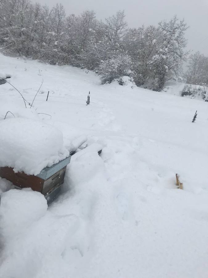 Un oso ataca varias colmenas en el monte de Sorriba, en la localidad leonesa de Morgovejo | Los ataques se han producido en dos jornadas consecutivas | El dueño del colmenar se encuentra con 'la cama' del animal