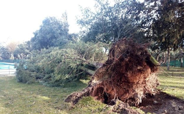 Árboles caídos en el Monte el Viejo por el temporal de viento en Palencia. 