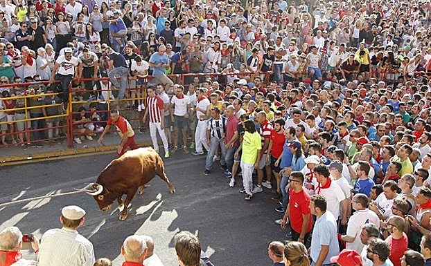 Toro enmaromado de Benavente. 