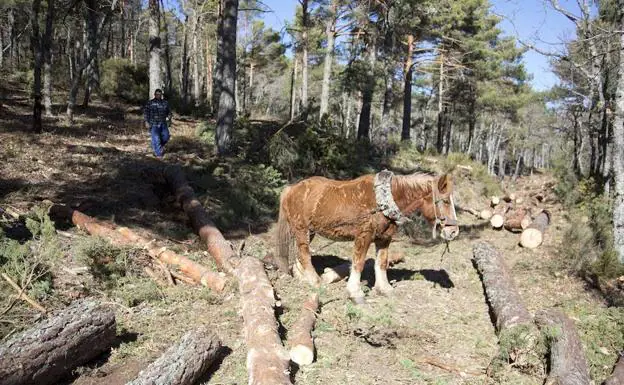 Uno de los caballos 'madereros', listo para arrastrar un tronco hasta la zona donde pueda ser recogido por las máquinas cargadoras. 