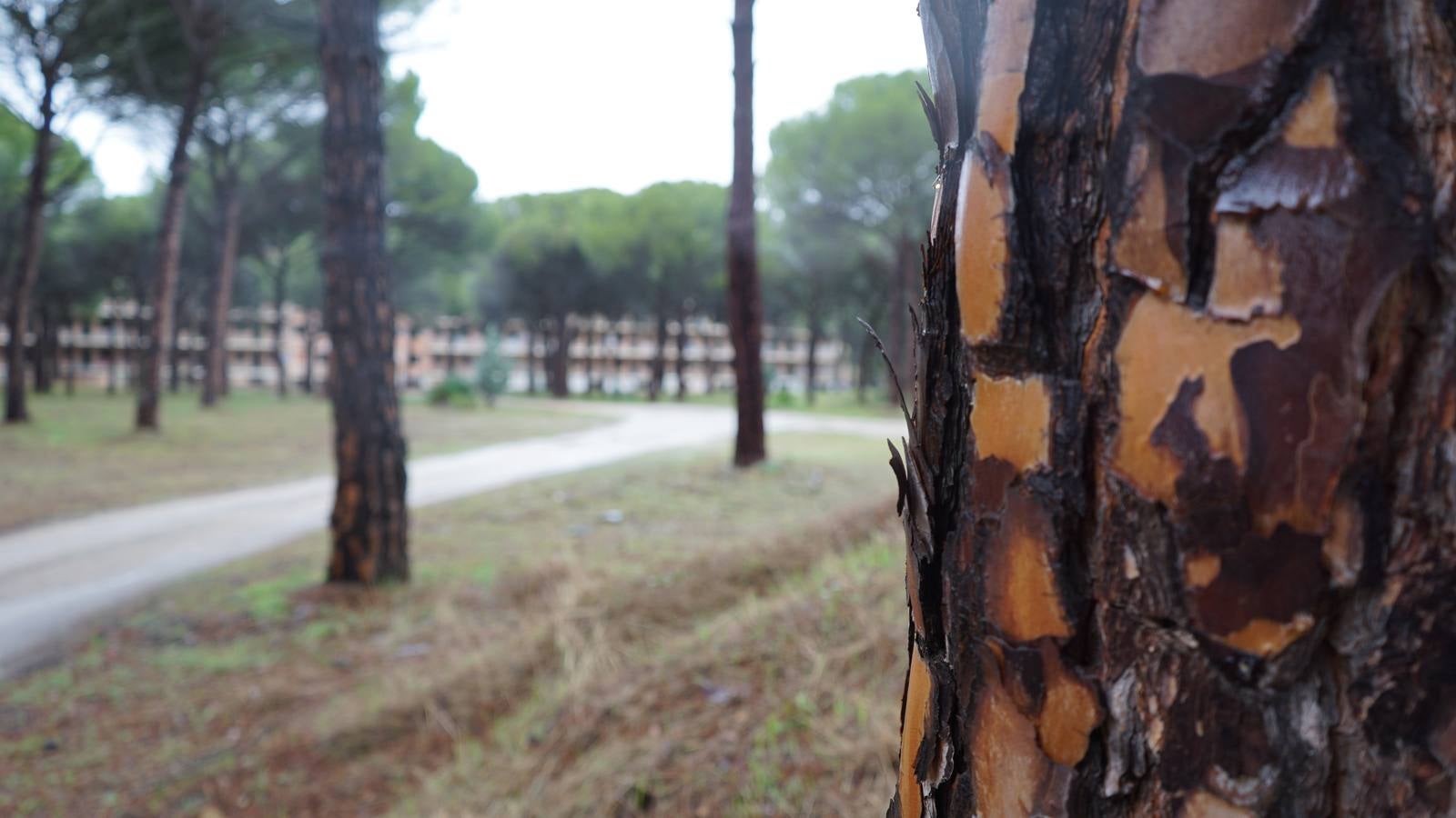 El conocido como 'Sanatorio de tuberculosos de Viana' se clausuró en 1963 y hoy en día, es un edificio completamente abandonado y arrasado por el paso de los vándalos 