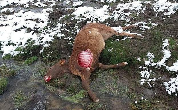 Nuevo ataque de lobos en la provincia de Ávila