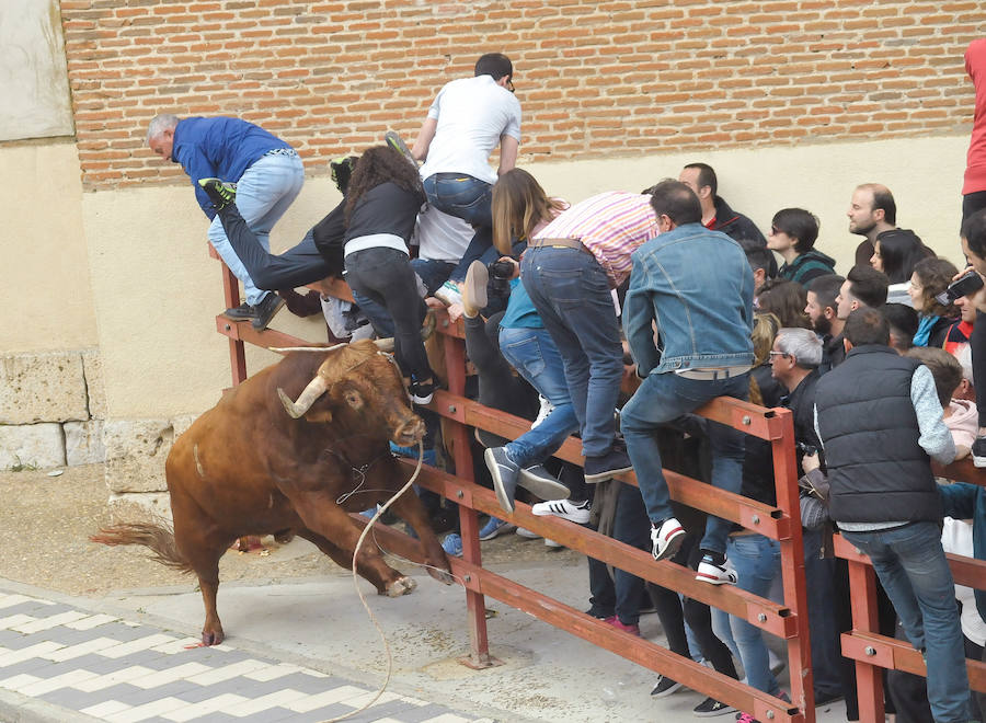 Tres mujeres resultaron este sábado heridas en La Seca durante el Toro del Sarmiento, que se programa con motivo de la Fiesta del Verdejo, una cita que se ha convertido en un éxito de participación y de asistentes en el municipio. 