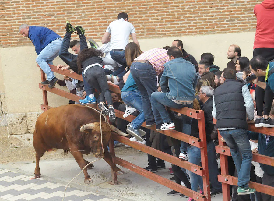 Tres mujeres resultaron este sábado heridas en La Seca durante el Toro del Sarmiento, que se programa con motivo de la Fiesta del Verdejo, una cita que se ha convertido en un éxito de participación y de asistentes en el municipio. 