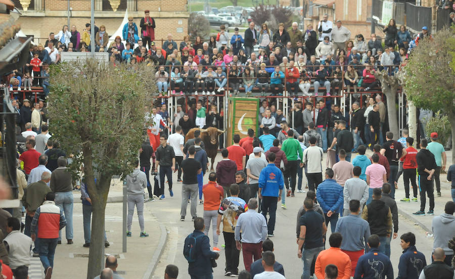 Tres mujeres resultaron este sábado heridas en La Seca durante el Toro del Sarmiento, que se programa con motivo de la Fiesta del Verdejo, una cita que se ha convertido en un éxito de participación y de asistentes en el municipio. 