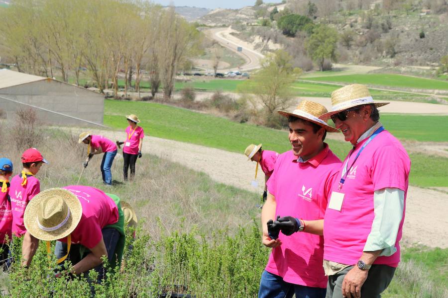 Fotos: Jornada de reforestación en Cevico Navero