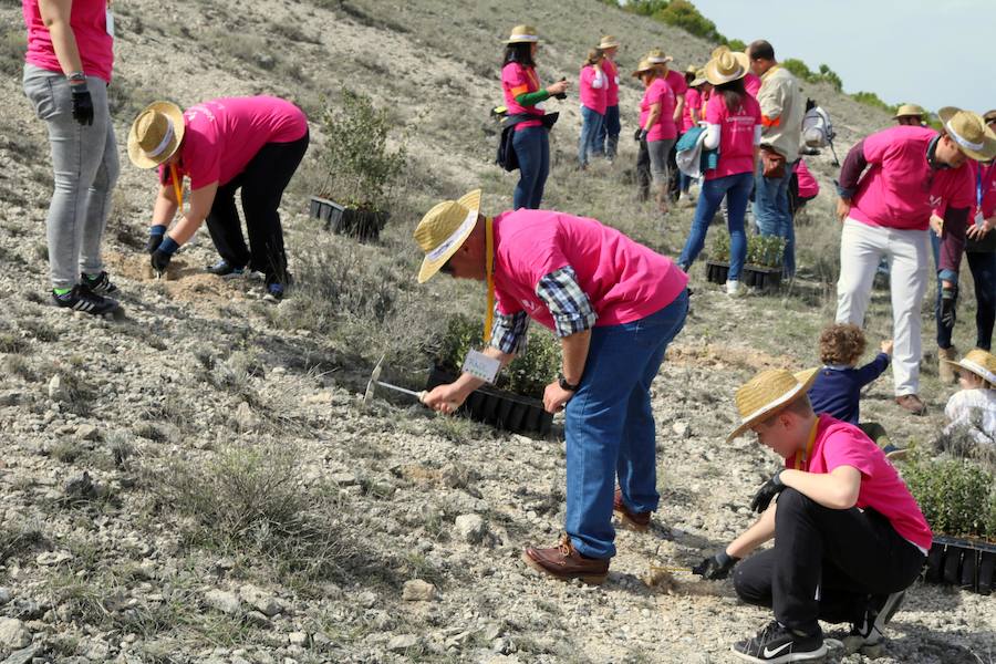 Fotos: Jornada de reforestación en Cevico Navero