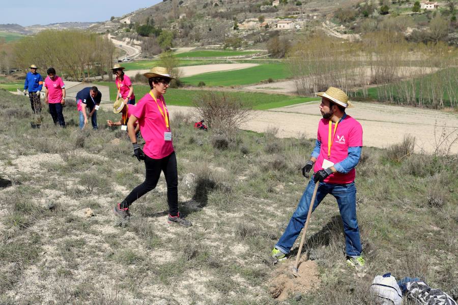 Fotos: Jornada de reforestación en Cevico Navero