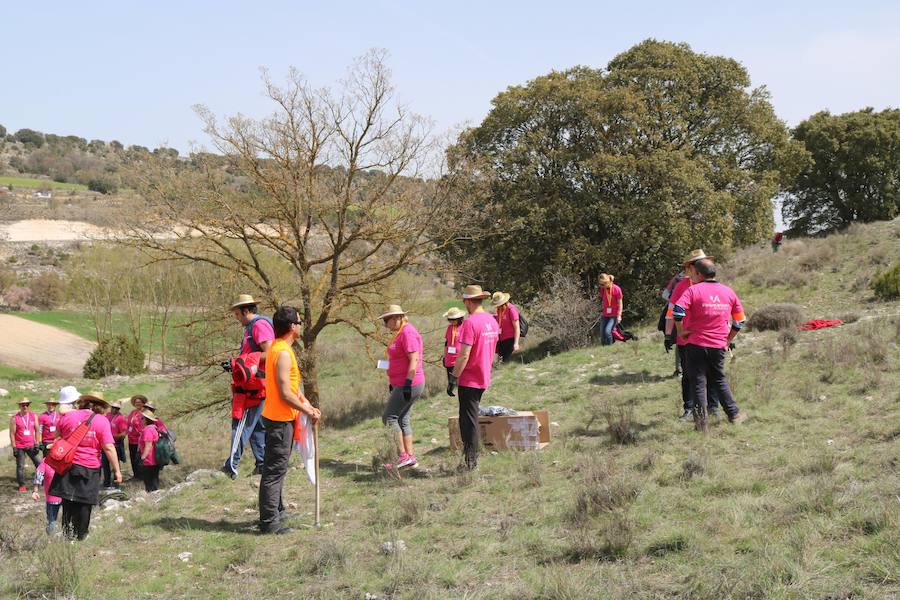 Fotos: Jornada de reforestación en Cevico Navero