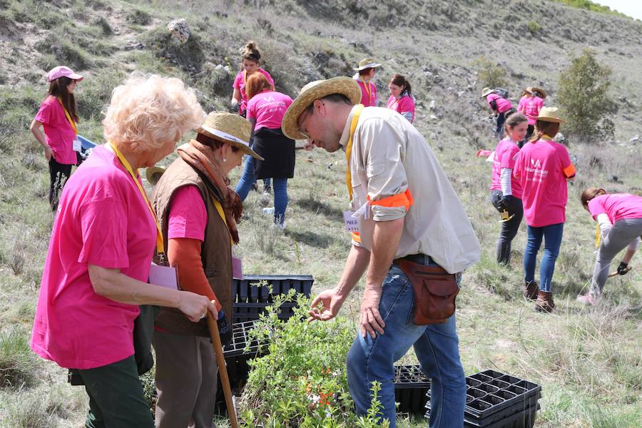 Fotos: Jornada de reforestación en Cevico Navero