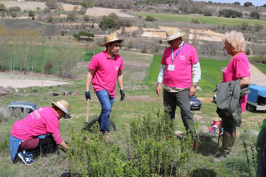 Fotos: Jornada de reforestación en Cevico Navero