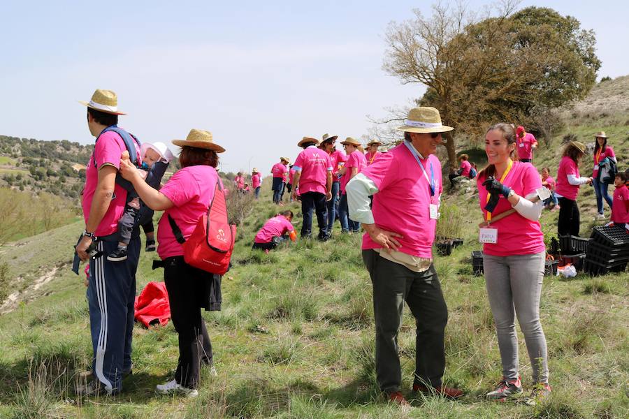 Fotos: Jornada de reforestación en Cevico Navero