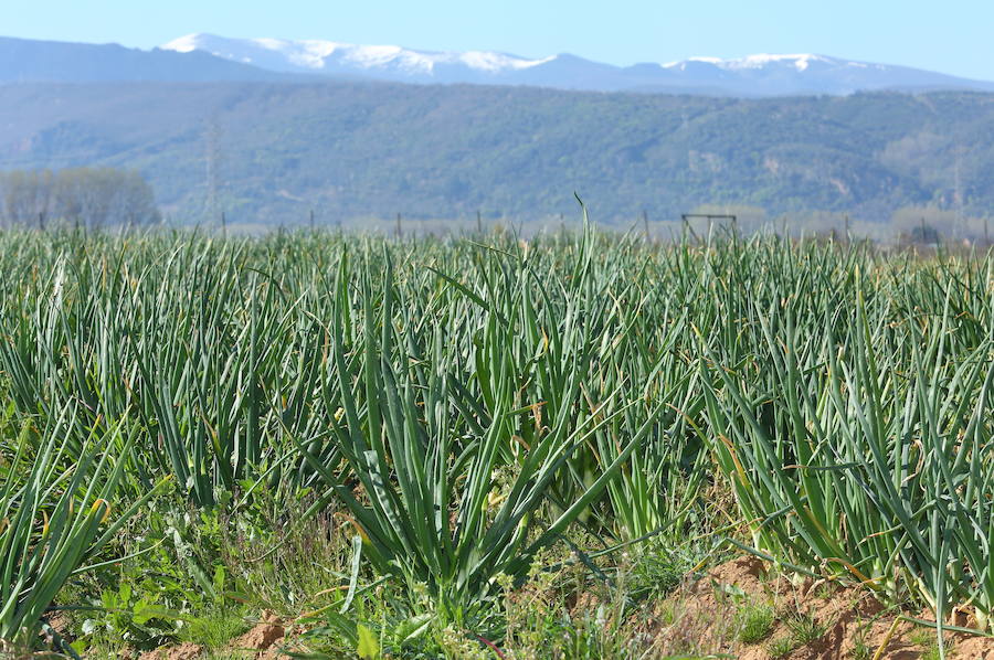 Fotos: El otro manjar del Bierzo