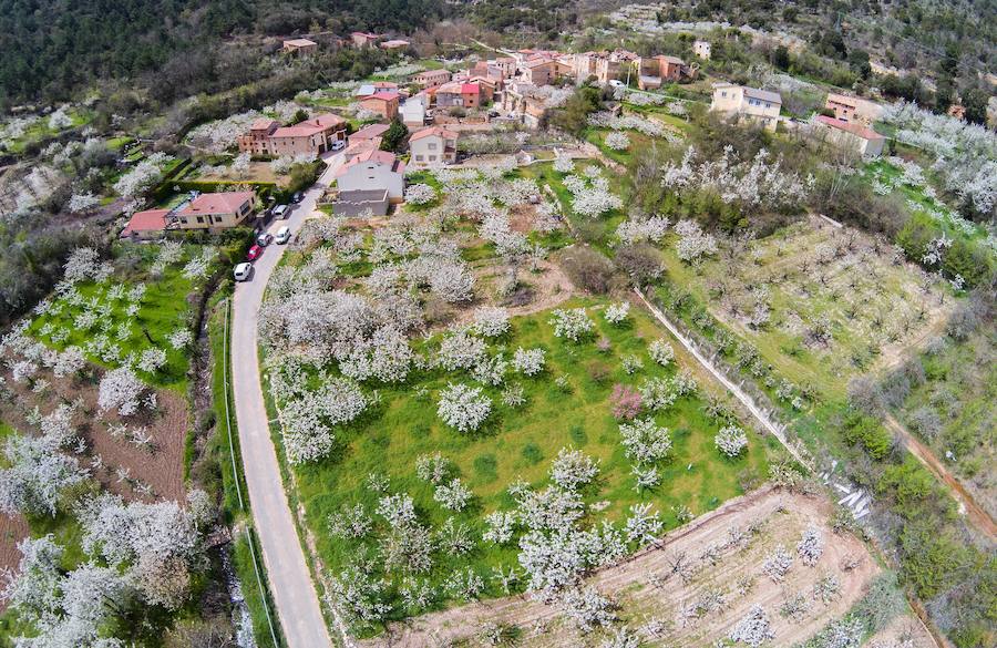 Fotos: Floración de Las Caderechas