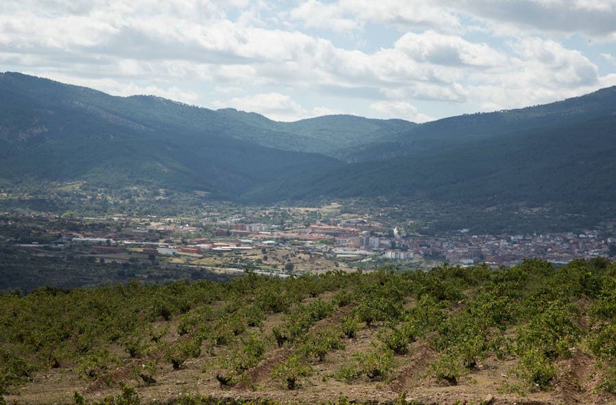 200 viticultores forman ya parte de la DOP Vino de Cebreros, que «fija los cimientos» con un Programa de Dinamización