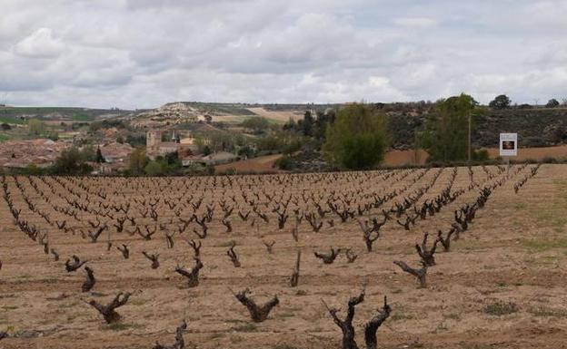 Estado de un viñedo hoy, 30 de abril, de la DO Ribera de Duero. 