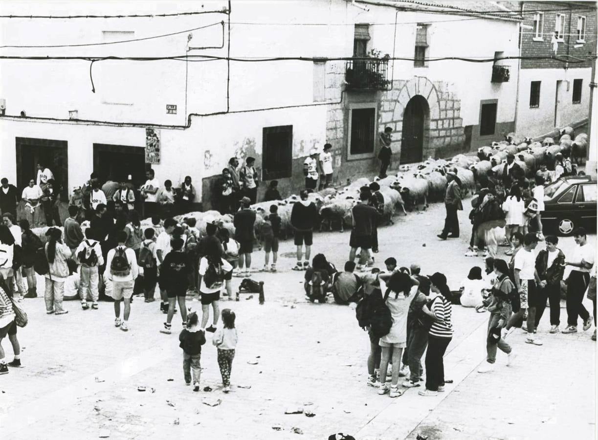 1994.Un rebaño de ovejas causó sensación en la plaza de Ciguñuela.