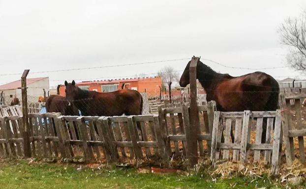 La Plataforma Ciudadana 'No Más Mierda' denuncia la falta de cuidado de varios grupos de caballos desnutridos instalados en cinco parcelas del entorno del pueblo de Fuentepelayo. 