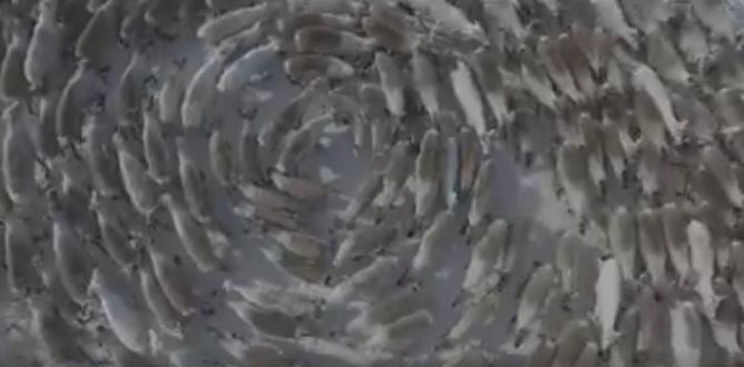 Los renos que desconciertan a los científicos por su extraño comportamiento