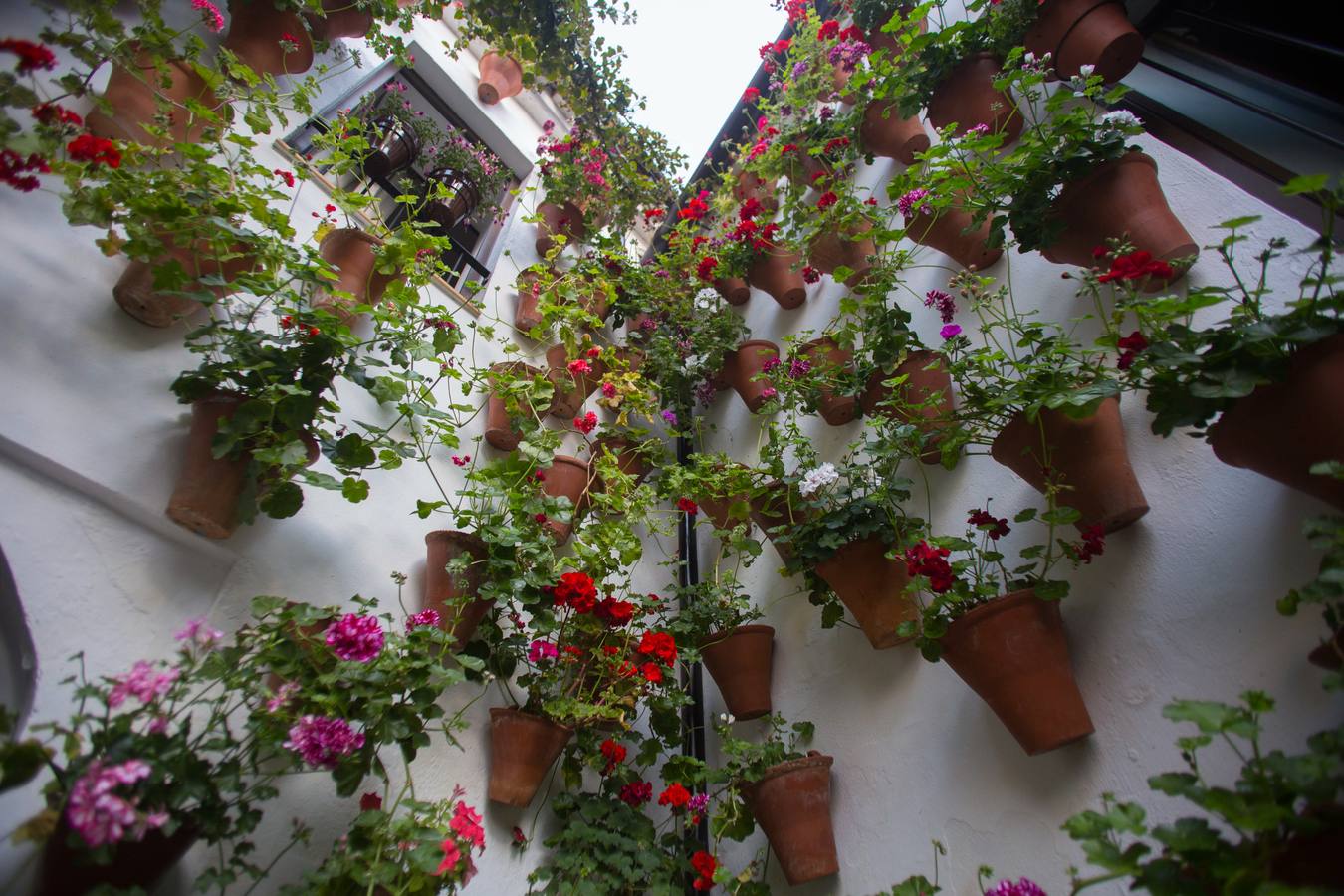 El Concurso Municipal de Los Patios de Córdoba celebra su edición de 2018, del 1 al 13 de mayo, con la participación de un total de 50 recintos