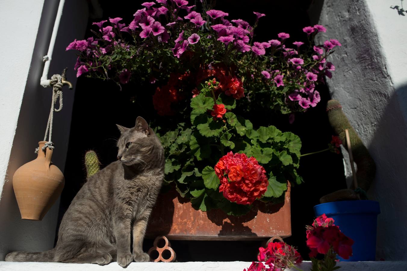 El Concurso Municipal de Los Patios de Córdoba celebra su edición de 2018, del 1 al 13 de mayo, con la participación de un total de 50 recintos