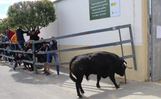 Momento en el que el astado levanta la estructura de protección.