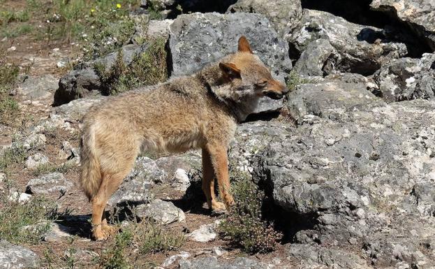 Un ejemplar en el Centro del Lobo Ibérico de Castilla y León en Robledo, Zamora.