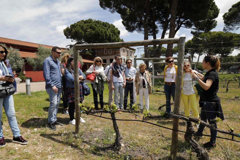 Fotos: Ruta enoturística en Ribera del Duero enmarcada en la feria &#039;Valladolid, Plaza Mayor del Vino&#039;