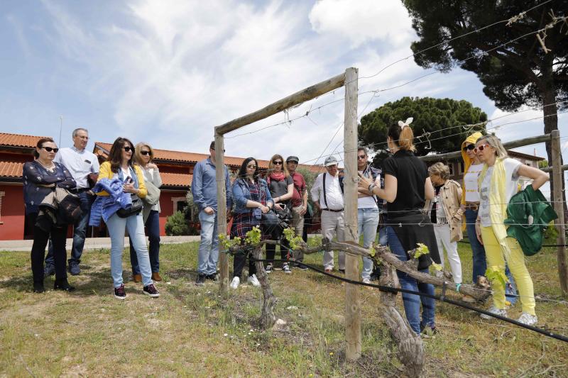 Fotos: Ruta enoturística en Ribera del Duero enmarcada en la feria &#039;Valladolid, Plaza Mayor del Vino&#039;